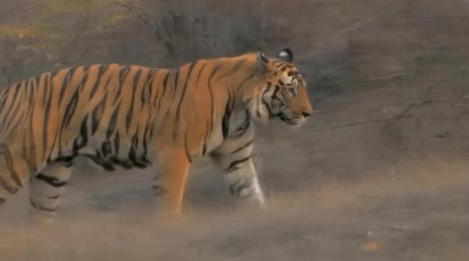 黑龙江发现一杏彩体育只东北虎3天2次进村偷袭牛村民无奈放鞭炮驱赶(图5)