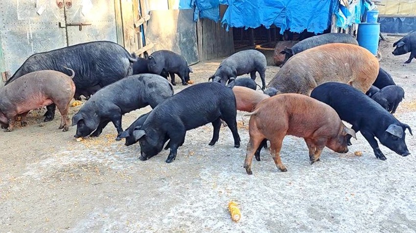 安图：生态黑猪养殖有前景更有“钱”景(图1)