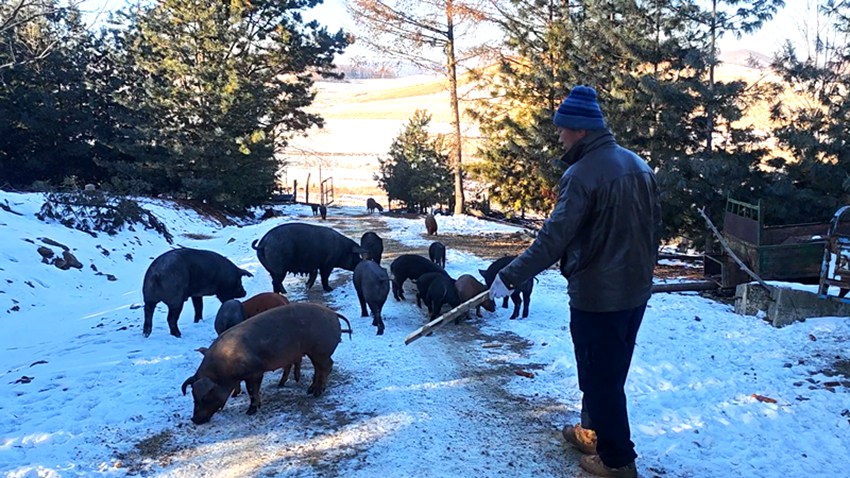 安图：生态黑猪养殖有前景更有“钱”景(图2)