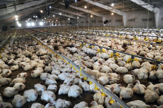 温湿度：养殖场的“隐形指挥棒”(图1)