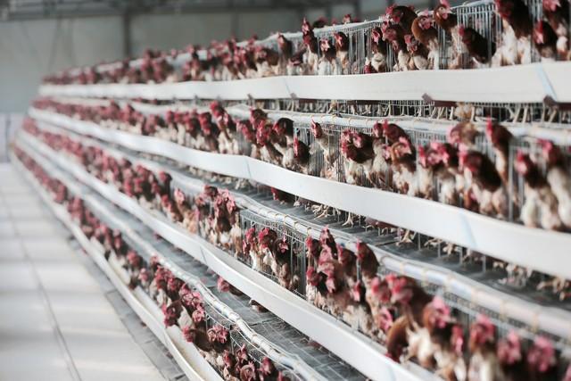 温湿度：养殖场的“隐形指挥棒”(图2)