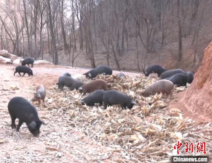 乡村行·看振兴)从山林到餐桌:山西柳林黑猪的生态养殖“秘籍”(图2)