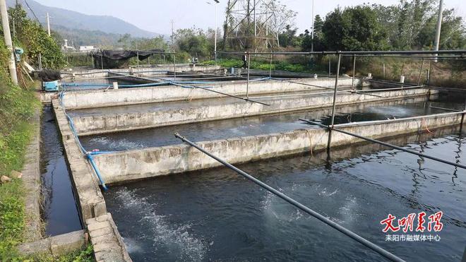 耒阳大义镇东方红村：生态养殖“鲟”出致富新路杏彩体育平台(图1)