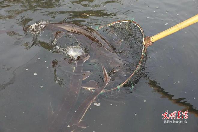 耒阳大义镇东方红村：生态养殖“鲟”出致富新路杏彩体育平台(图3)