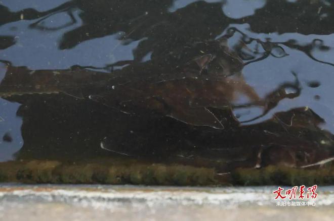 耒阳大义镇东方红村：生态养殖“鲟”出致富新路杏彩体育平台(图4)