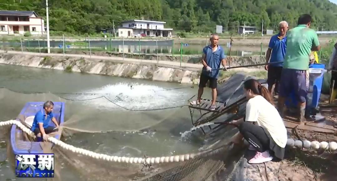 杏彩体育平台新农人杨红:以生态种养为笔绘就现代农业新画卷(图6)