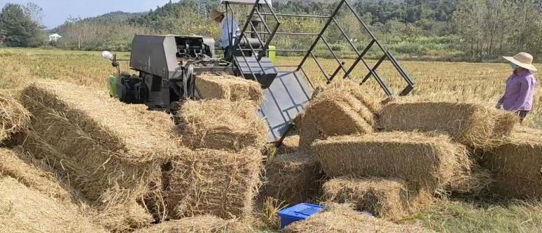 安徽石台小河：践行绿色生态发展理念构筑农业污染防治长城(图2)