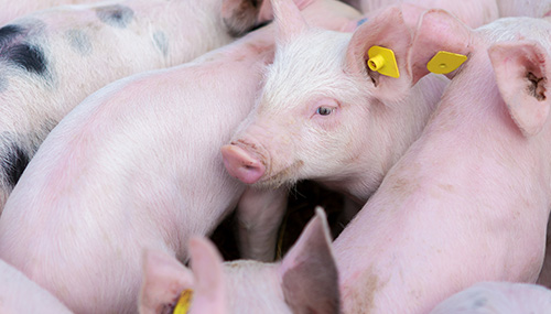 2024年11月第1周畜牧业产品价格及走势：玉米价格继续创新杏彩体育平台低生猪和家禽均下跌(图2)