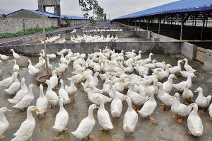 如何定义生态养殖？(图1)