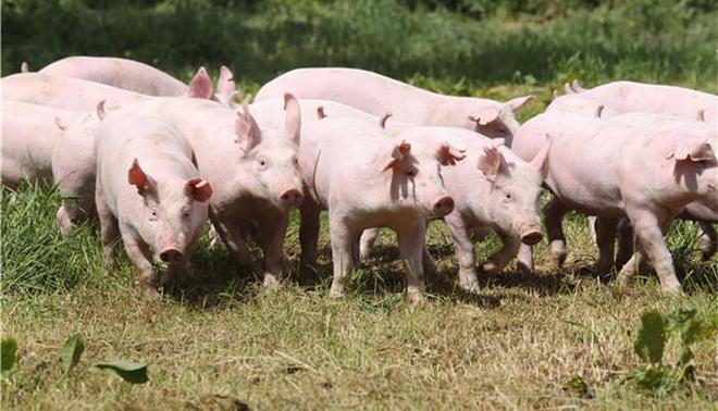 作为饲用豆粕替代产品无豆粕日粮市场空间有望扩展(图1)