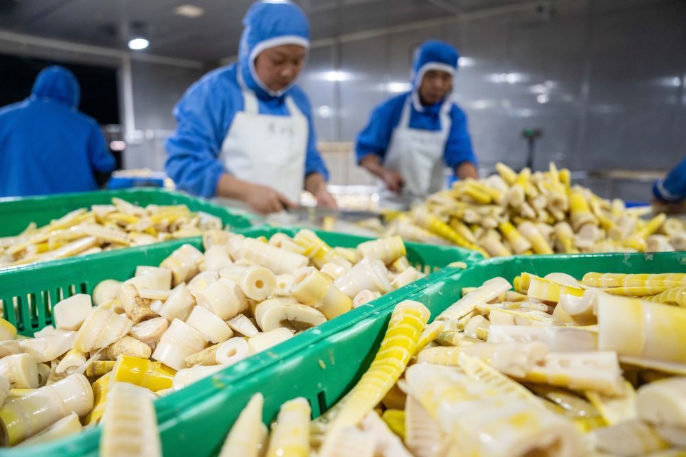 农业科技兴乡村生活美——“高质量发展调研行”聚焦全面推进乡村振兴(图8)