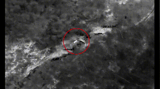 黄牛失控横冲直撞！警方无人机追踪果断击毙杏彩体育平台(图1)