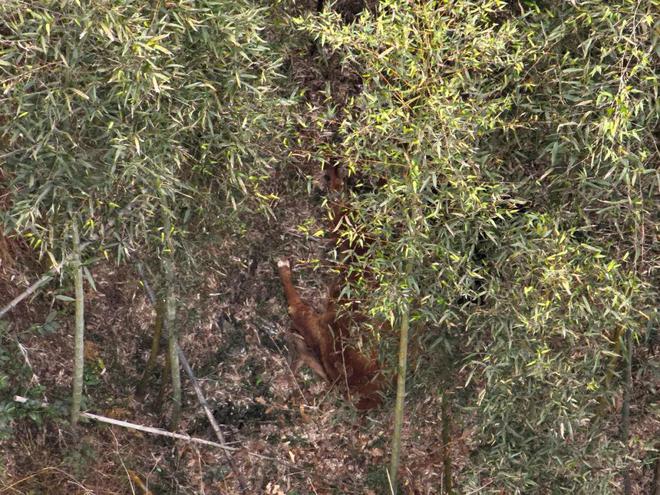 黄牛失控横冲直撞！警方无人机追踪果断击毙杏彩体育平台(图3)