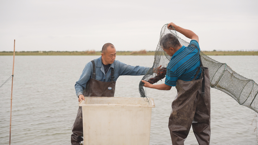 杭锦旗：盐碱地海鲜上市探索生态养殖新模式(图1)