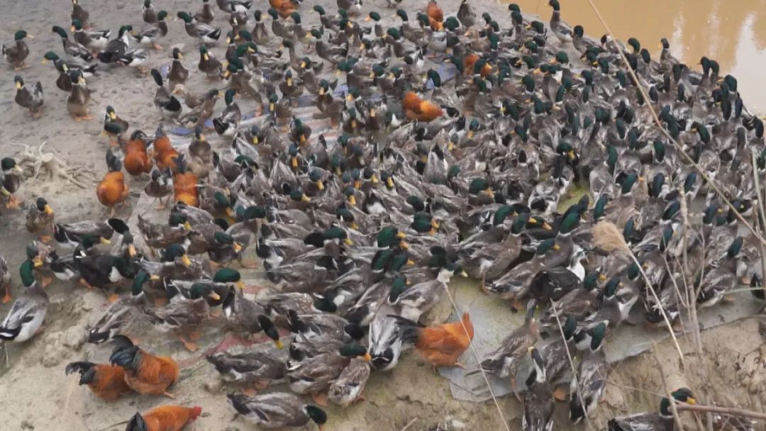 生态养殖绿色年货走俏市场(图1)