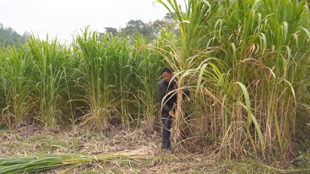 生态养殖绿色年货走俏市场(图2)