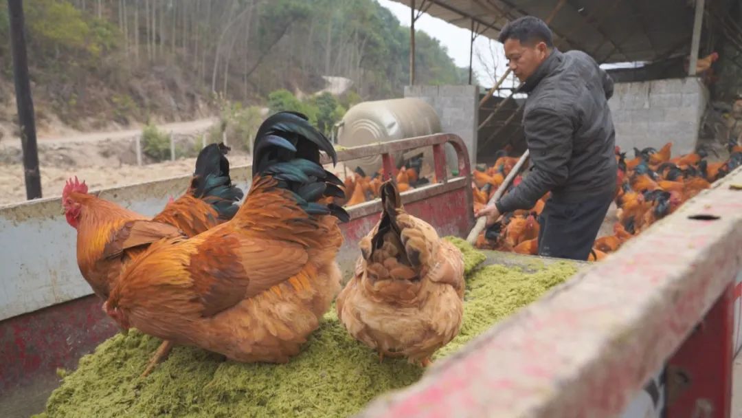 生态养殖绿色年货走俏市场(图3)