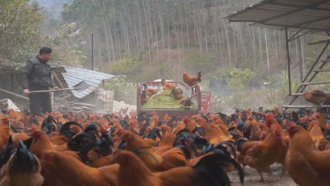 生态养殖绿色年货走俏市场(图5)