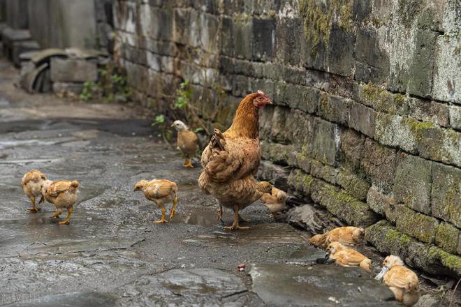 杏彩体育平台农村养鸡怎么找销路(图2)