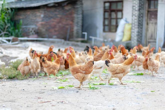 杏彩体育平台农村养鸡怎么找销路(图1)