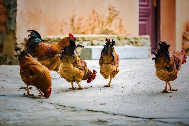 杏彩体育平台农村养鸡怎么找销路(图4)