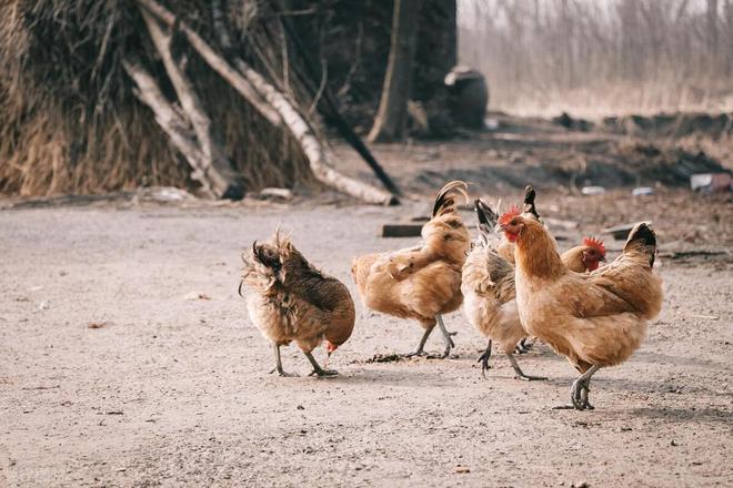 杏彩体育平台农村养鸡怎么找销路(图5)