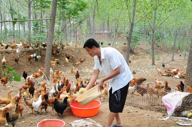 杏彩体育平台农村养鸡怎么找销路(图6)