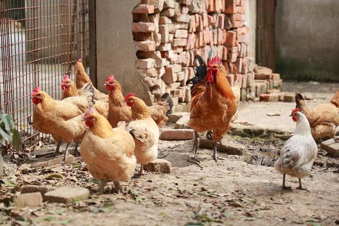 杏彩体育平台农村养鸡怎么找销路(图3)