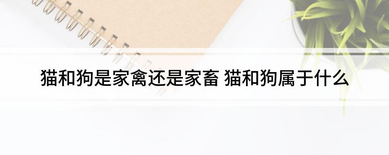 猫和狗是家禽还是家畜(图1)