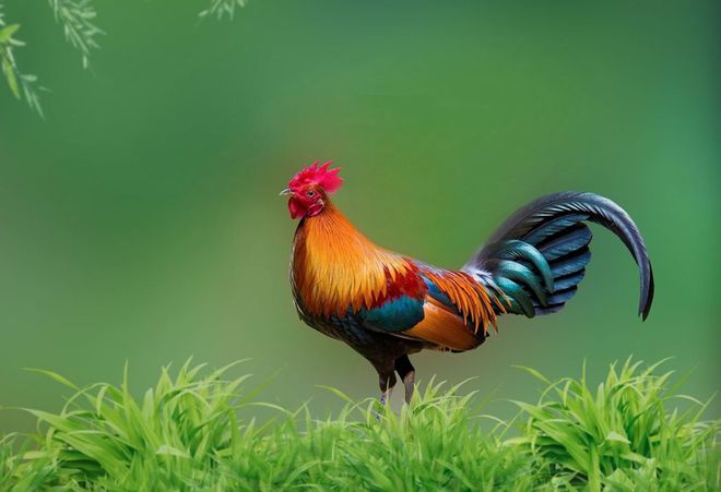 土鸡怎么辨认：卖的土鸡都是真货？满足三个基本条件才是真(图1)