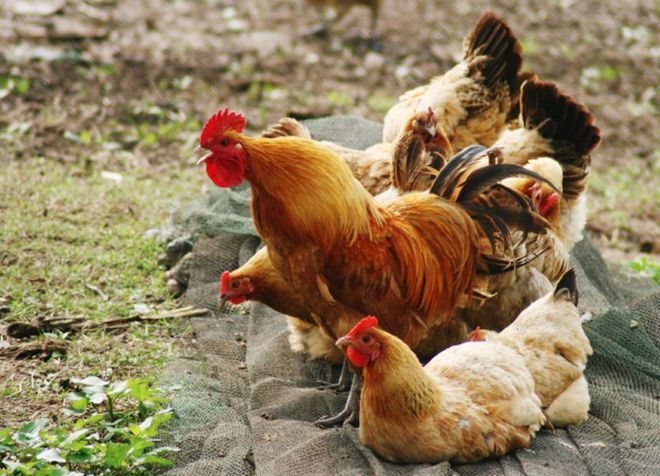 土鸡怎么辨认：卖的土鸡都是真货？满足三个基本条件才是真(图3)
