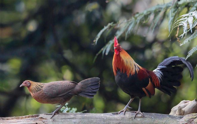 土鸡怎么辨认：卖的土鸡都是真货？满足三个基本条件才是真(图2)