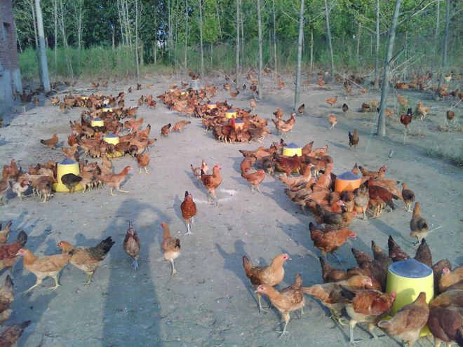 土鸡怎么辨认：卖的土鸡都是真货？满足三个基本条件才是真(图7)