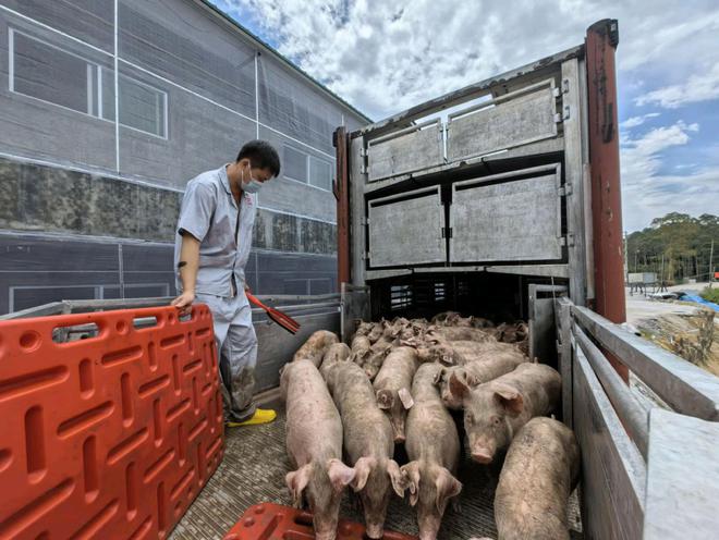 云浮“千亿农业航母”与乡村振兴长效协奏(图4)