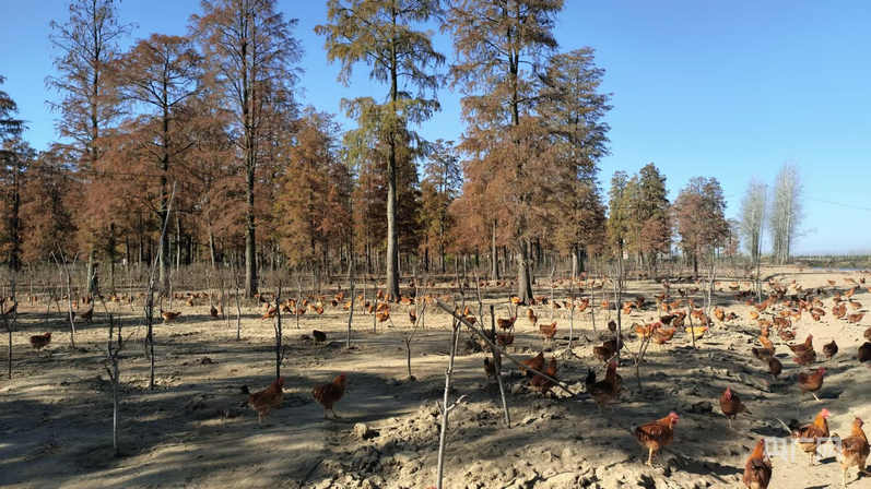 河南息县:林下生态鸡“溜达”出一条致富路(图1)