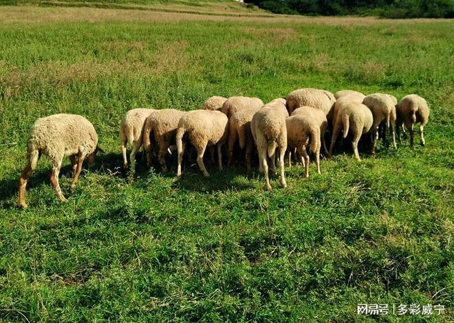 杏彩体育平台2024畜禽名录威宁四个地方品种成功上榜(图1)