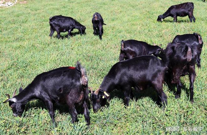 杏彩体育平台2024畜禽名录威宁四个地方品种成功上榜(图2)