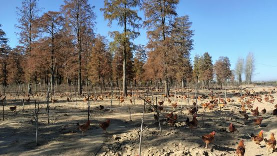 息县：林下生态鸡“溜达”出一条致富路(图1)