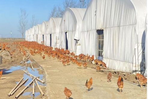 息县：林下生态鸡“溜达”出一条致富路(图2)