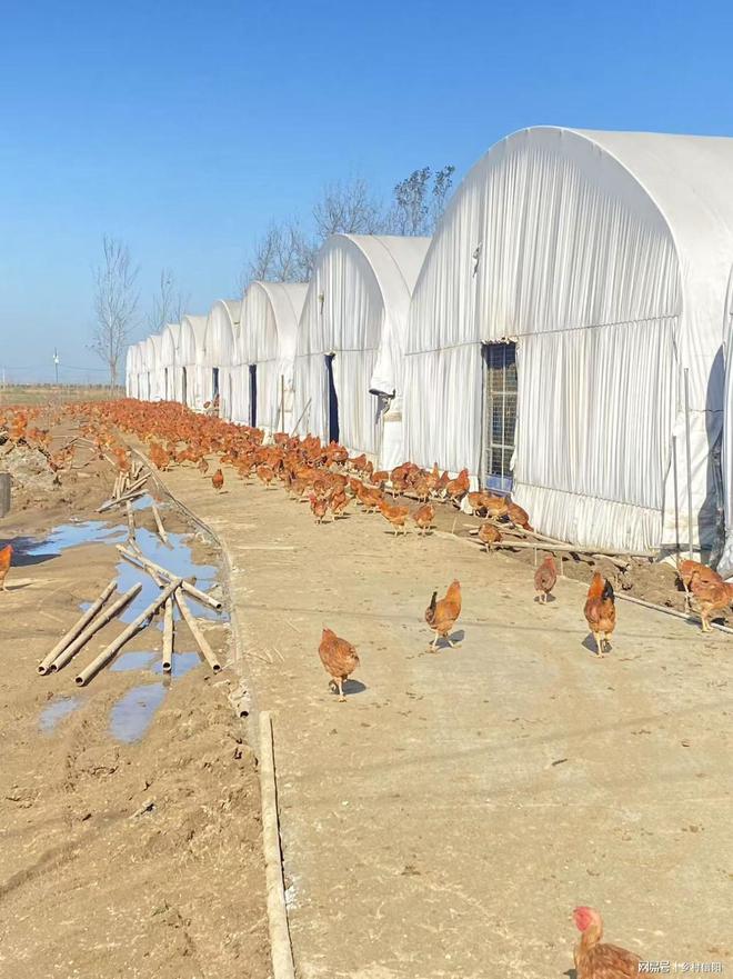 信阳息县：林下生态鸡“溜达”出一条致杏彩体育平台富路(图2)