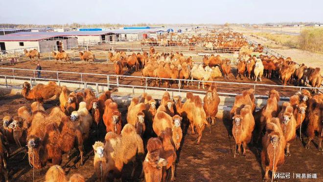 经济高质量发展丨“中国生态驼城”！柯坪县又多了一个新名字(图2)