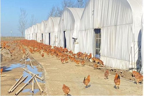 息县：抓住生态“鸡”遇发展林下经济(图2)