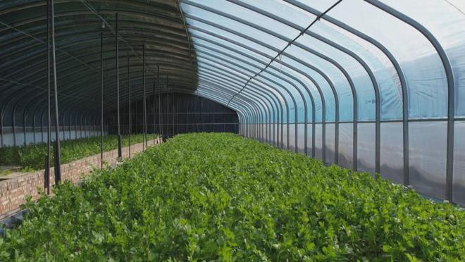 山东成武:“鱼菜共生”生态循环新模式实现节水效益双丰收(图1)