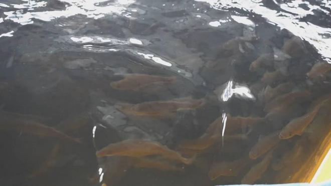 山东成武:“鱼菜共生”生态循环新模式实现节水效益双丰收(图2)