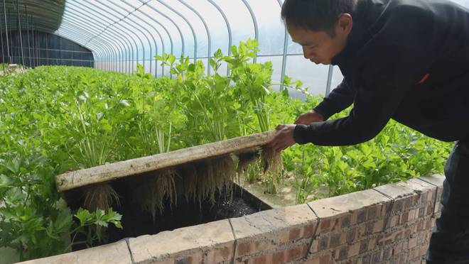 山东成武:“鱼菜共生”生态循环新模式实现节水效益双丰收(图3)