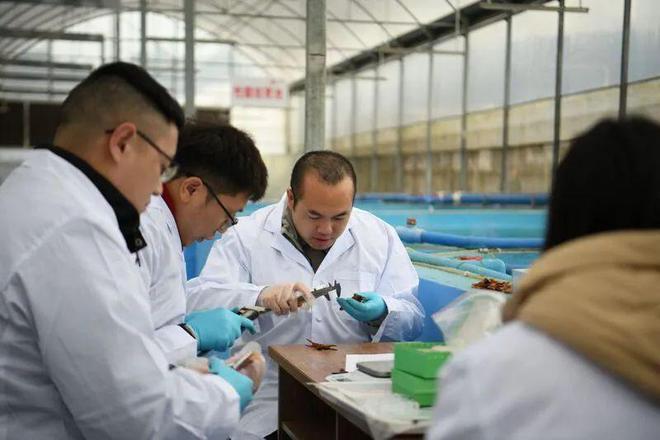 “一季虾一季稻”！大竹小龙虾撬动乡村振兴大产业(图2)