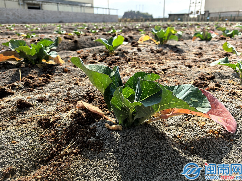 漳州长泰：生态循环养殖激活乡村振兴“一池春水”杏彩体育(图2)