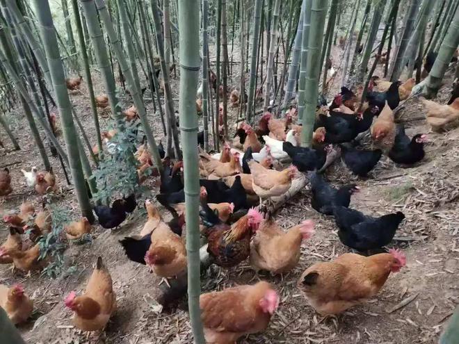 “鸡”遇来了！看桐庐、余杭、淳安如何“孵”出共富产业链！杏彩体育平台(图2)