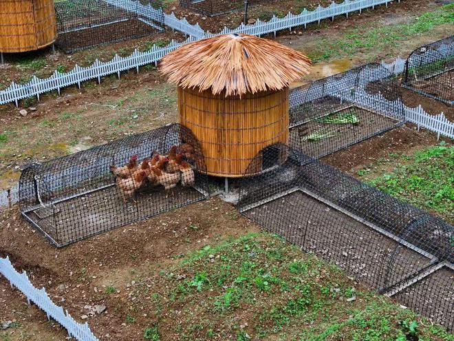 “鸡”遇来了！看桐庐、余杭、淳安如何“孵”出共富产业链！杏彩体育平台(图6)