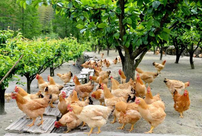 “鸡”遇来了！看桐庐、余杭、淳安如何“孵”出共富产业链！杏彩体育平台(图5)